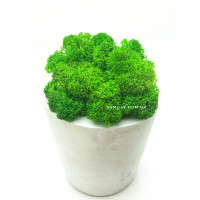 Гипсовое кашпо  со стабилизированным мхом салатовый SO Green 10см 79
